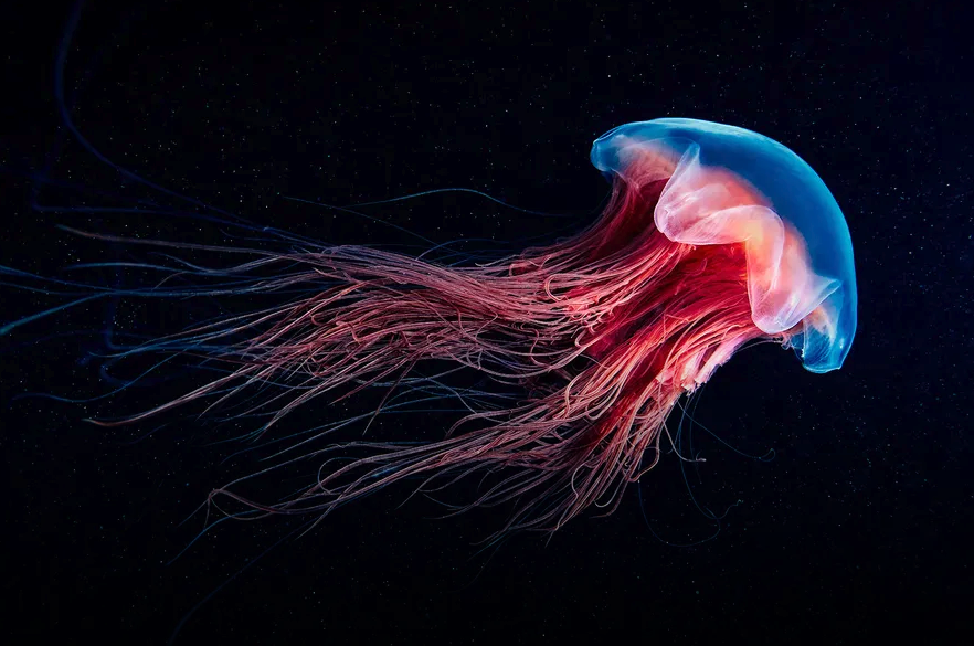 Every Surfer’s Worst Nightmare: Why Jellyfish Are Taking Over Our Oceans